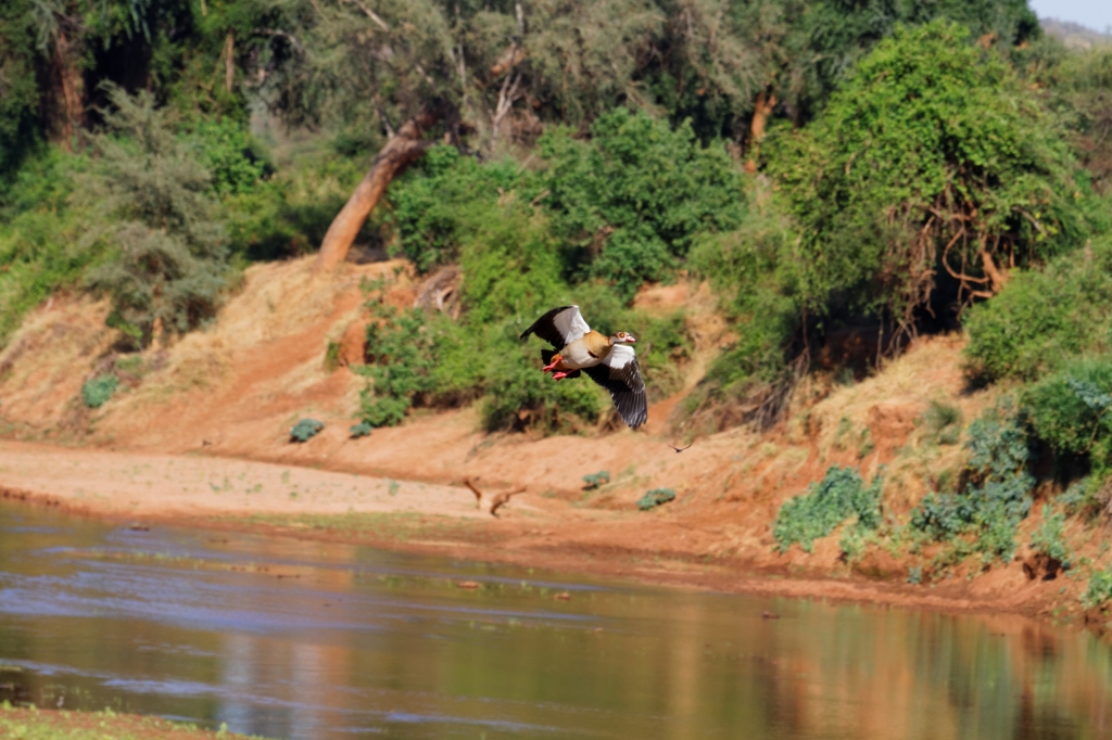 08 - Kruger NP (78)-Ouette d'Egypte.jpg